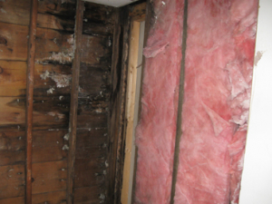 Mold Removal - During