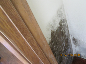 BEFORE - Mold Remediation